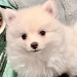 Frosty - White male Pomeranian puppy in Spring, Texas from Cece’s Perfect Poms