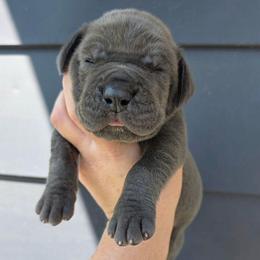 BRUCE Blue brindle point - Blue male Great Dane puppy in Port Clinton, Ohio from LakeSide Danes