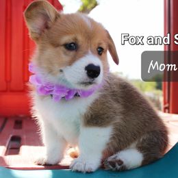 Boy 1 - Pembroke Welsh Corgi puppy in Lavon, Texas from Fox and Spots