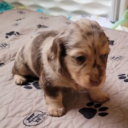 Girl 1 - Dachshund puppy from Mickey's Miracle Doxies