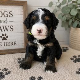 Cortland - Tri-color male Bernedoodle puppy in Atwood, Oklahoma from Luxe Doodle Haven