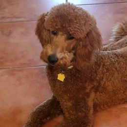 Poodles from Poodles of All Colors
