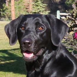 Ki - Labrador Retriever
