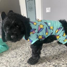 Cockapoo and Goldendoodle Puppies from Capital Doodles