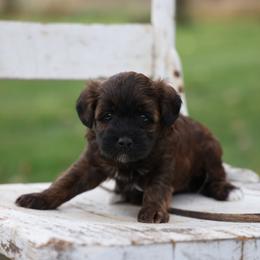 Wayne - Red male Whoodle puppy in West Bend, Iowa from Blue Skies Terriers