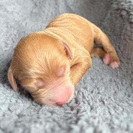 Chanel - Red  female Goldendoodle puppy in Pine Grove, California from Lundee Doodles