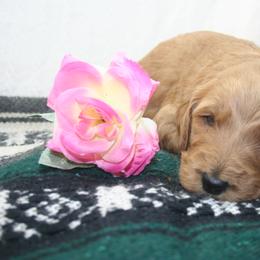 Aussiedoodle, Goldendoodle, and Pyredoodle Puppies from Loving Doodle