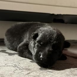 Primrose Pink Female - Black female German Shepherd puppy in Buffalo, West Virginia from Z Tykev Vino LLC