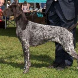 German Shorthaired Pointer and Pointer All Grown Up from Paladen