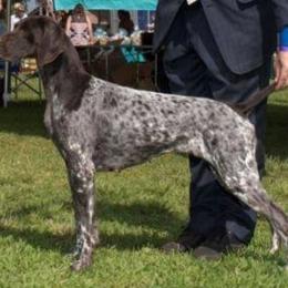 German Shorthaired Pointer and Pointer All Grown Up from Paladen