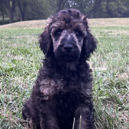 Wasp - Brindle male Poodle puppy in Overbrook, Kansas from Hidden Springs Poodles LLC