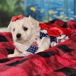 Pink girl - White and buff Bichon Frise puppy in Lavon, Texas from Sissy’s Heavenly Paws