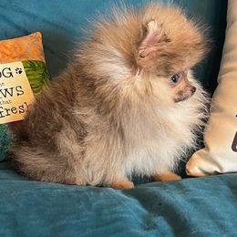 Pomeranian Puppies from petticoatpoms