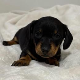 AKC Boy 2 - Black and tan male Dachshund puppy in Yuma, Arizona from M's puppy love