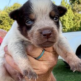 Boy 4 - Blue male Australian Cattle Dog puppy in Morton, Mississippi from Heart K Kennels