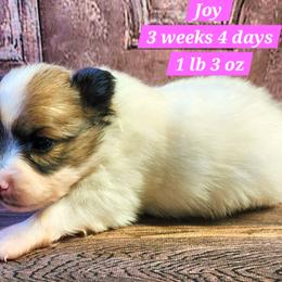 Joy - White female Companion Cross puppy in Davenport, Washington from Lovely Ladies and Little Asses Miniature Equines (L3A Pomeranians & Papillons)