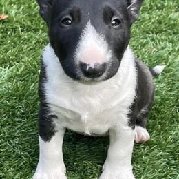 Miniature Bull Terriers from Triumph Miniature Bull Terriers