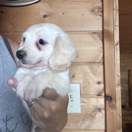 Blu - Cream male Dachshund puppy in Cheyenne, Wyoming from Great Basin Hounds