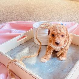 Rowan - Cream male Poodle puppy in Utica, Ohio from Poodle Me Crazy