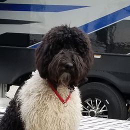 Australian Labradoodle Puppies from Whimsical Australian Labradoodles