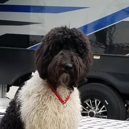 Australian Labradoodle Puppies from Whimsical Australian Labradoodles