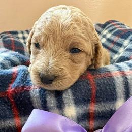 Ryan Sun - Apricot male Goldendoodle puppy in Roy, Utah from Doodles are Amazing