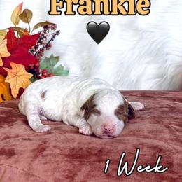 Frankie - Parti male Goldendoodle puppy in Runaway Bay, Texas from Green Ranch Doodles