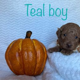Goldendoodle Puppies from Jaymie's Doodles