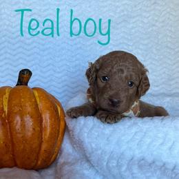 Goldendoodle Puppies from Jaymie's Doodles