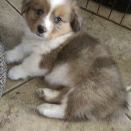 Pembroke Welsh Corgi Puppies from Redwood Corgis