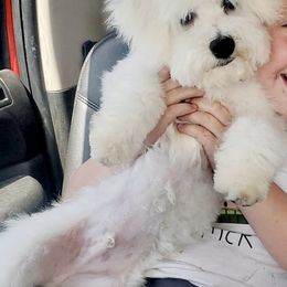 Bichon Frises from Thayne & Co Puppies