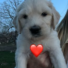 Bernedoodle and Goldendoodle Puppies from White Oak