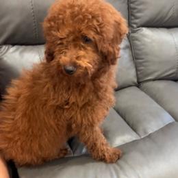 Charley - Red  male Poodle puppy in Riverside, California from Poodles