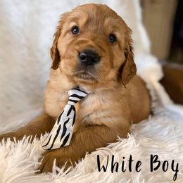 Golden Retriever Puppies from PDA Goldens