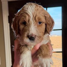 Miss Yellow - Apricot female Goldendoodle puppy in Monticello, Indiana from Faithfully Yours Doodles