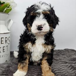 Aragorn - Tri-color male Bernedoodle puppy in Granton, Wisconsin from Rose River Farms