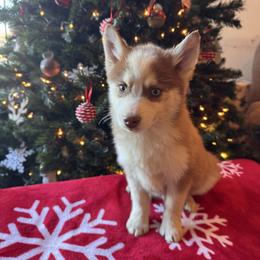 Fox - Chocolate female Pomsky puppy in Bucyrus, Missouri from Hill Top Pomskies