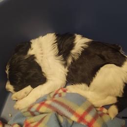 Goldendoodle, Golden Retriever, and Sheepadoodle Puppies from Guppy Puppies