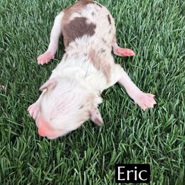 Eric - Brown merle male Aussiedoodle puppy in Bakersfield, California from Annie's Aussies