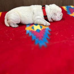 Red Girl - Yellow female Labrador Retriever puppy in Iowa City, Iowa from Country Road Acres