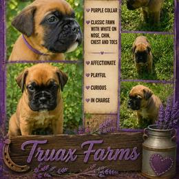 Girl 2 - Fawn female Boxer puppy in Hopkins, Michigan from Truax Farms