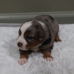 Tailwind - Blue merle male Miniature American Shepherd puppy in Central Islip, New York from Fifth Avenue Australian Shepherds