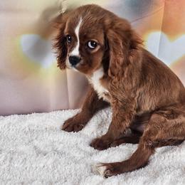 Jack AKC - Ruby male Cavalier King Charles Spaniel puppy in Decatur, Illinois from Petite Pups