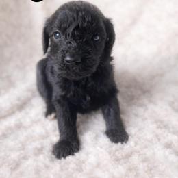 Jade - Parti female Goldendoodle puppy in Warrensburg, Missouri from Supreme Doodles