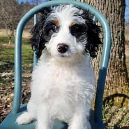 Arwen - Black and white female Bernedoodle puppy in Granton, Wisconsin from Rose River Farms