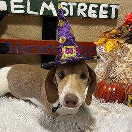 Olivia Mae - Dachshund