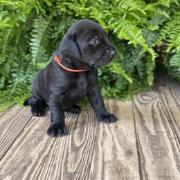 Labrador Retriever Puppies from Crout Kennels