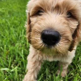 Goldendoodle Puppies from Costa's Curly Canines