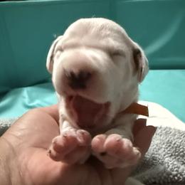 Jimmy - White and black male Dalmatian puppy in Hastings, Florida from Love My Spotty Dalmatians