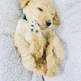 Poodle Puppies from Agape Standard Poodles